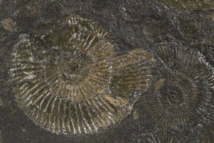 Fossil Ammonite Cluster - Posidonia Shale, Germany #305720